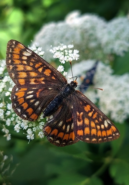 Euphydryas maturna - díszes tarkalepke