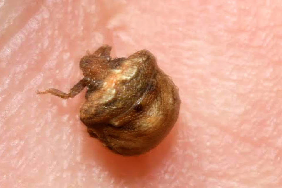 Vilpianus galii Vilpianus galii