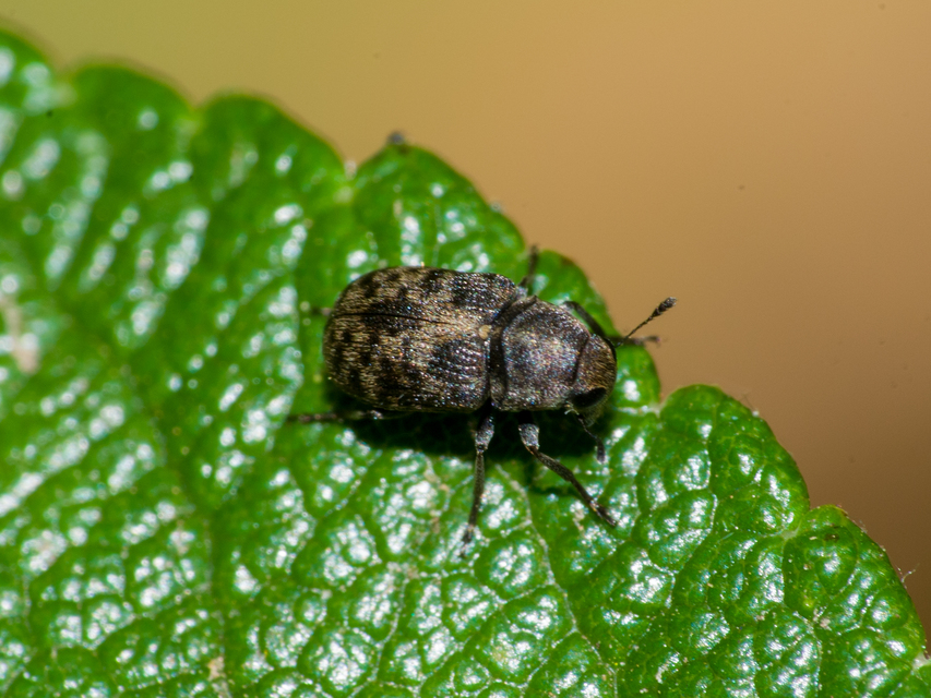 Anthribus nebulosus - ködfoltos pajzstetvész-orrosbogár