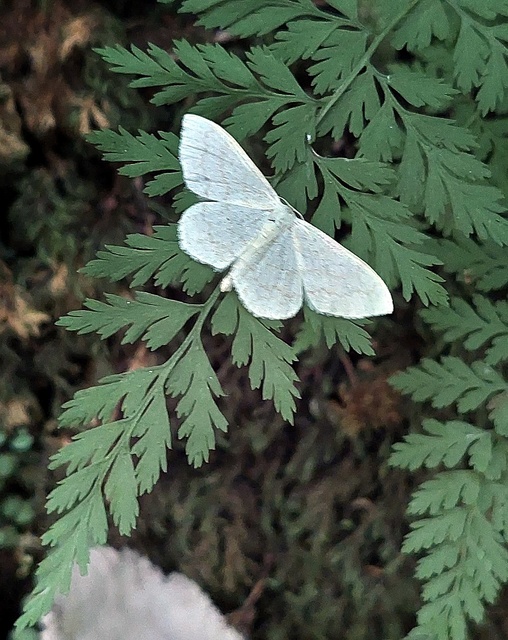 Scopula floslactata - tejfehér sávosaraszoló