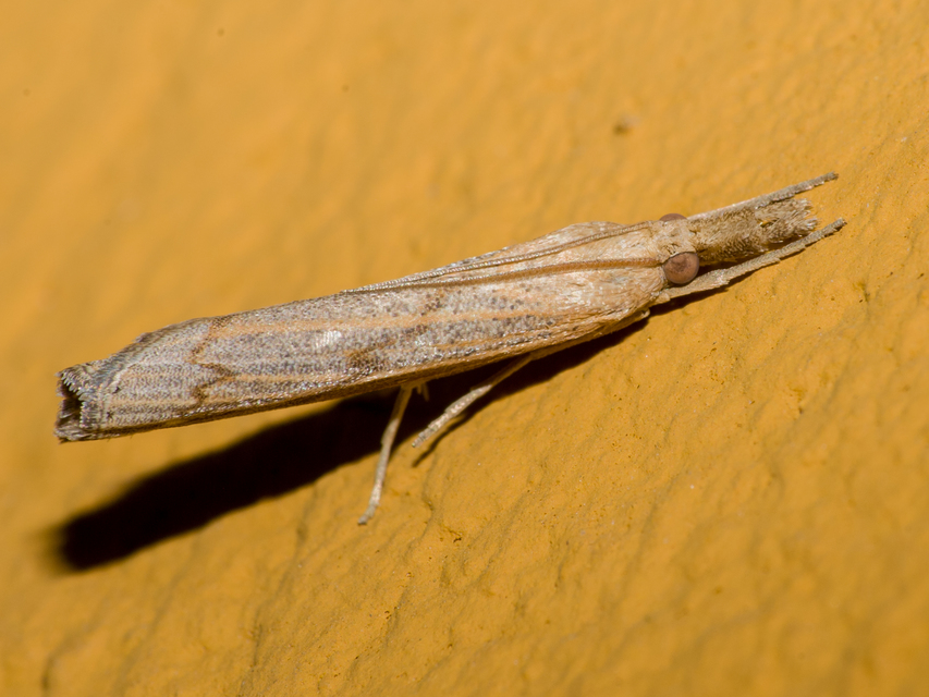 Pediasia contaminella - mocskos fűgyökérmoly