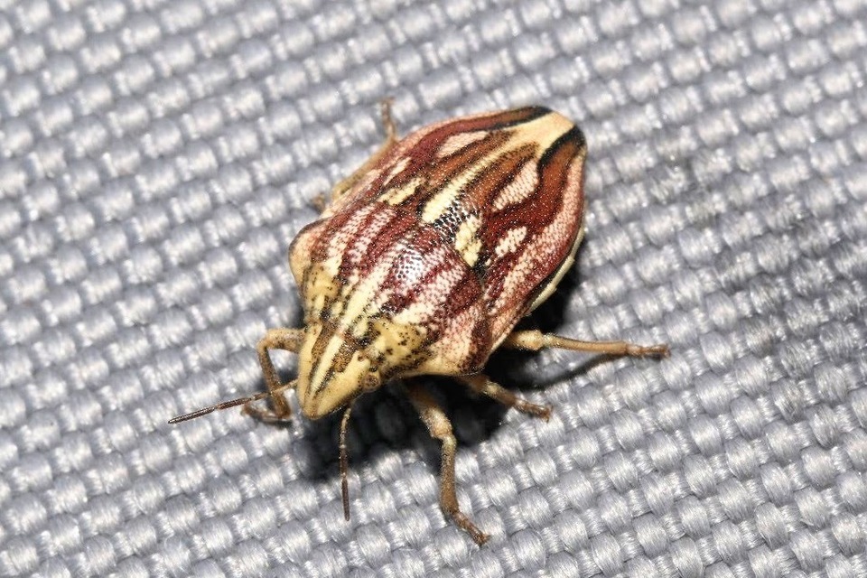 Odontotarsus purpureolineatus - tarka pajzsospoloska