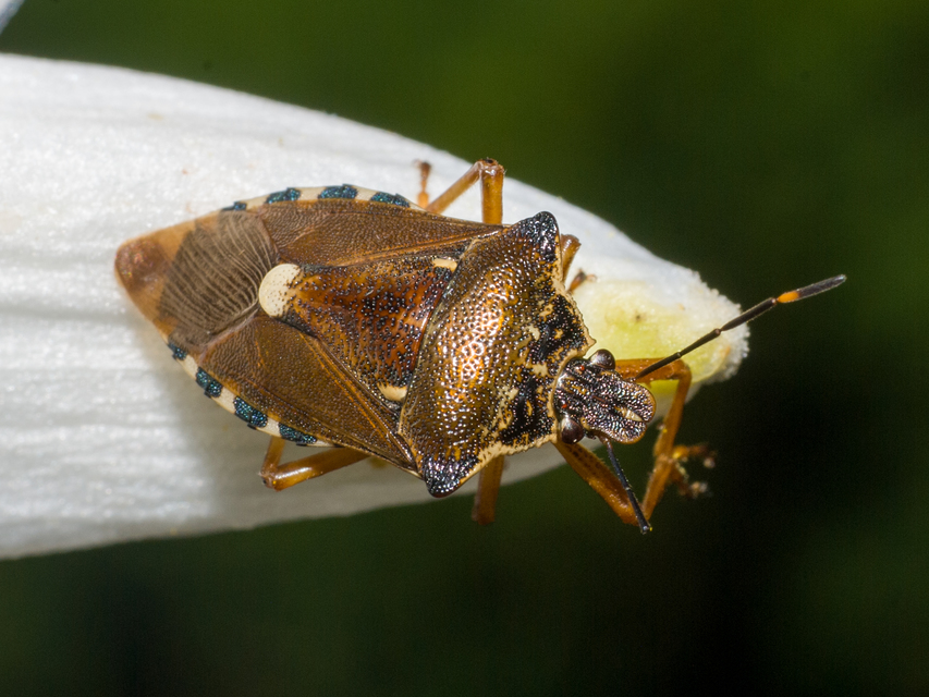 Pinthaeus sanguinipes Pinthaeus sanguinipes