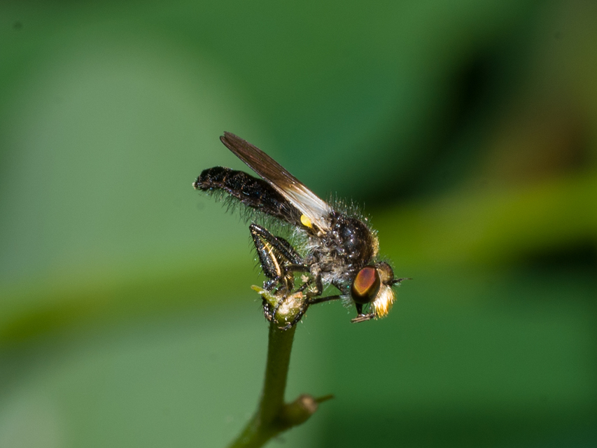 Holopogon nigripennis