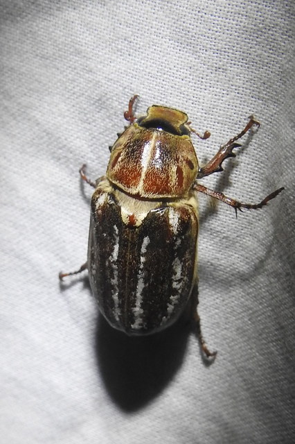 Anoxia orientalis - keleti cserebogár