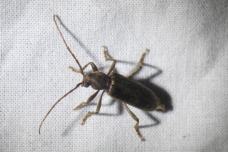 Trichoferus campestris - szállóvendég éjicincér