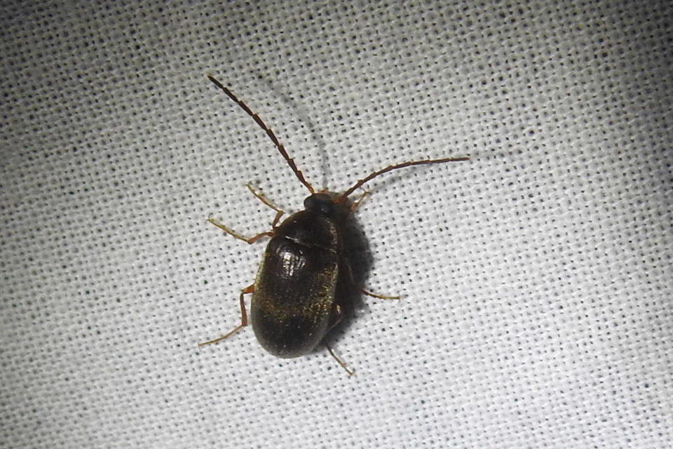 Hymenalia rufipes - rőtlábú alkonybogár