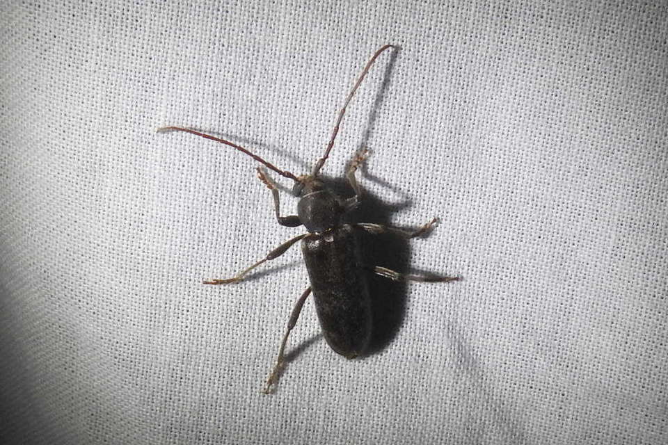 Trichoferus campestris - szállóvendég éjicincér