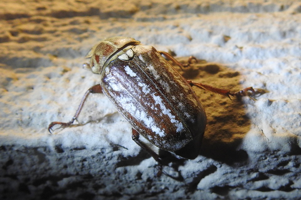 Anoxia orientalis - keleti cserebogár