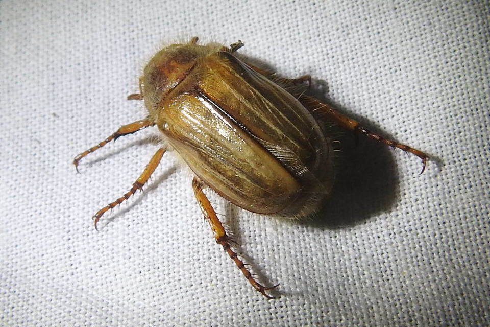 Amphimallon solstitiale - bordás sárgacserebogár