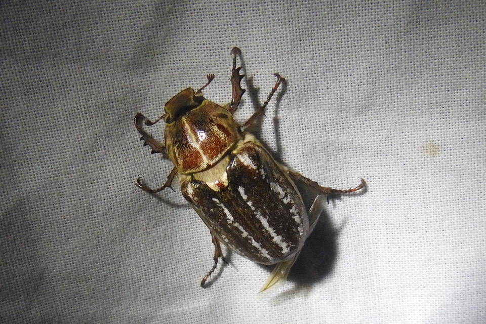 Anoxia orientalis - keleti cserebogár