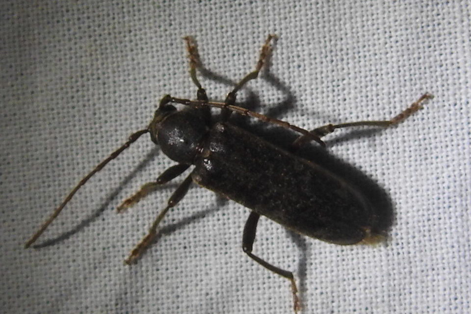 Trichoferus campestris - szállóvendég éjicincér