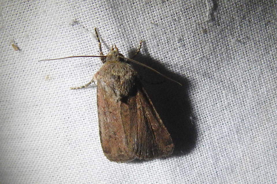 Euxoa tritici/nigrofusca/eruta