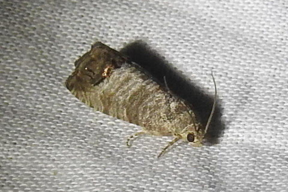 Cydia pomonella - almamoly