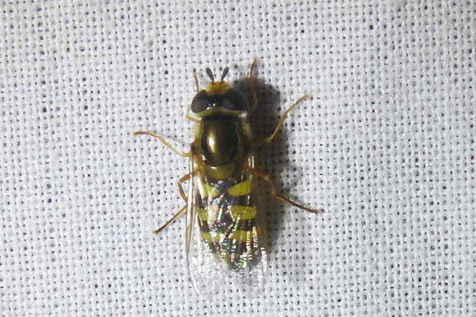 Eupeodes