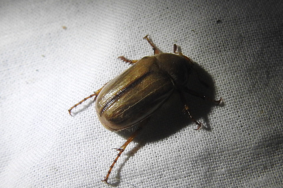 Amphimallon solstitiale - bordás sárgacserebogár