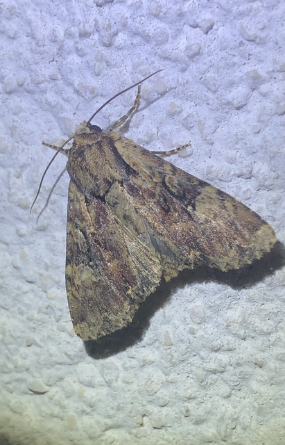 Apamea epomidion - vörösbarna dudvabagoly