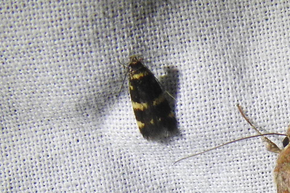 Oegoconia