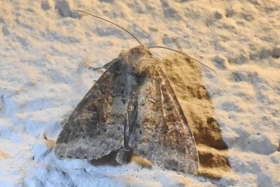 Parastichtis suspecta - sötét erdeibagoly