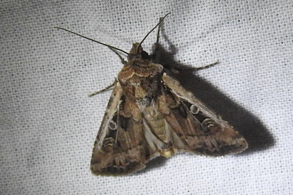 Euxoa tritici/nigrofusca/eruta