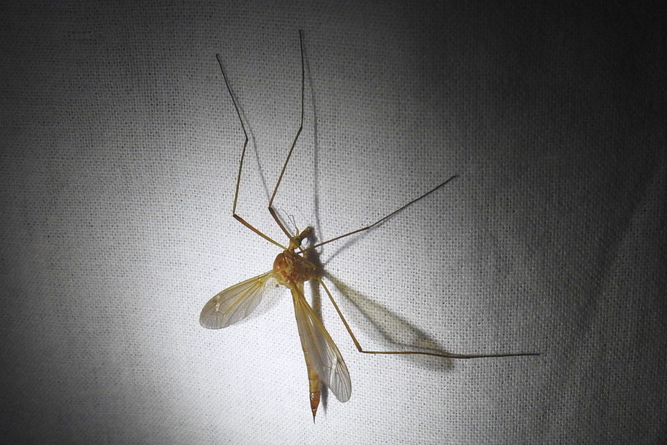 Tipula