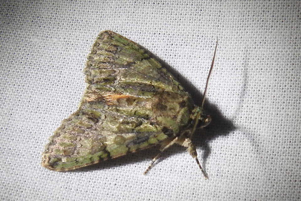 Polyphaenis sericata - selyemfényű erdeibagoly
