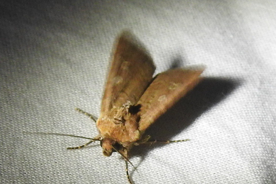 Euxoa tritici/nigrofusca/eruta