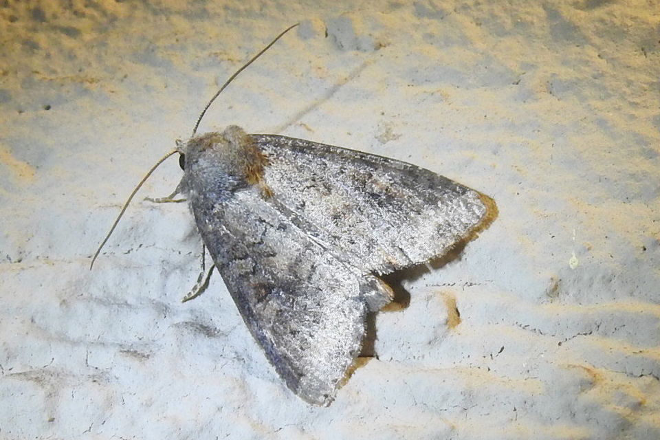 Parastichtis suspecta - sötét erdeibagoly