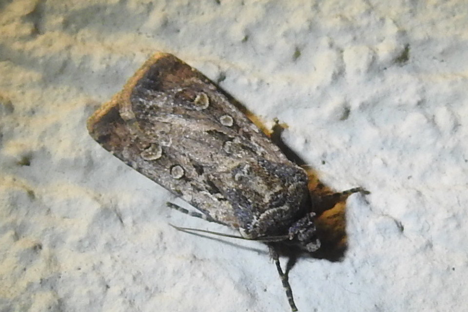 Euxoa tritici/nigrofusca/eruta