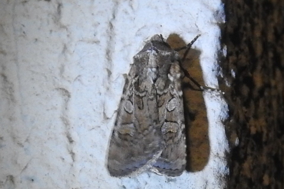 Euxoa tritici/nigrofusca/eruta