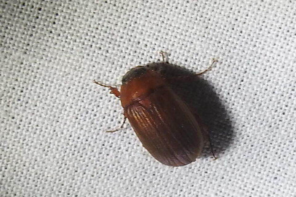 Serica brunnea - homoki kiscserebogár