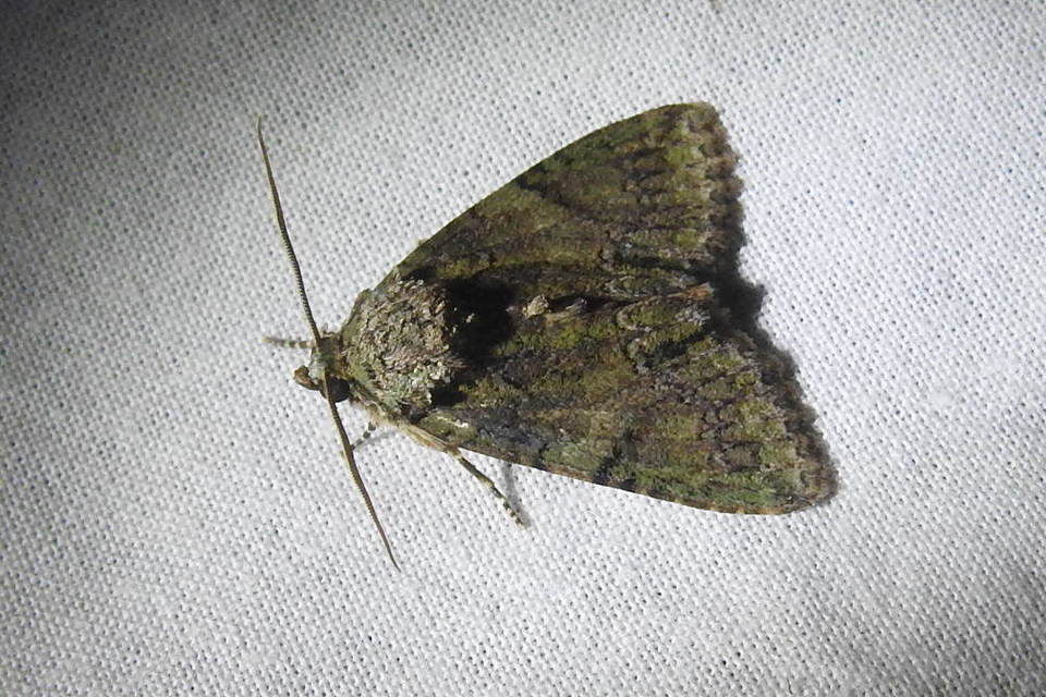 Polyphaenis sericata - selyemfényű erdeibagoly