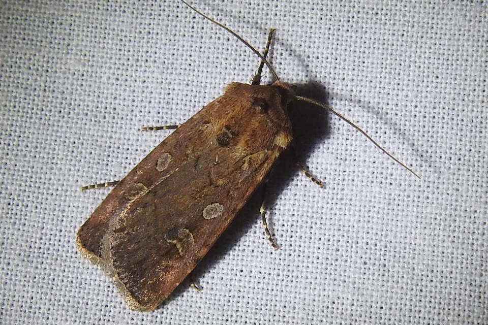 Euxoa tritici/nigrofusca/eruta