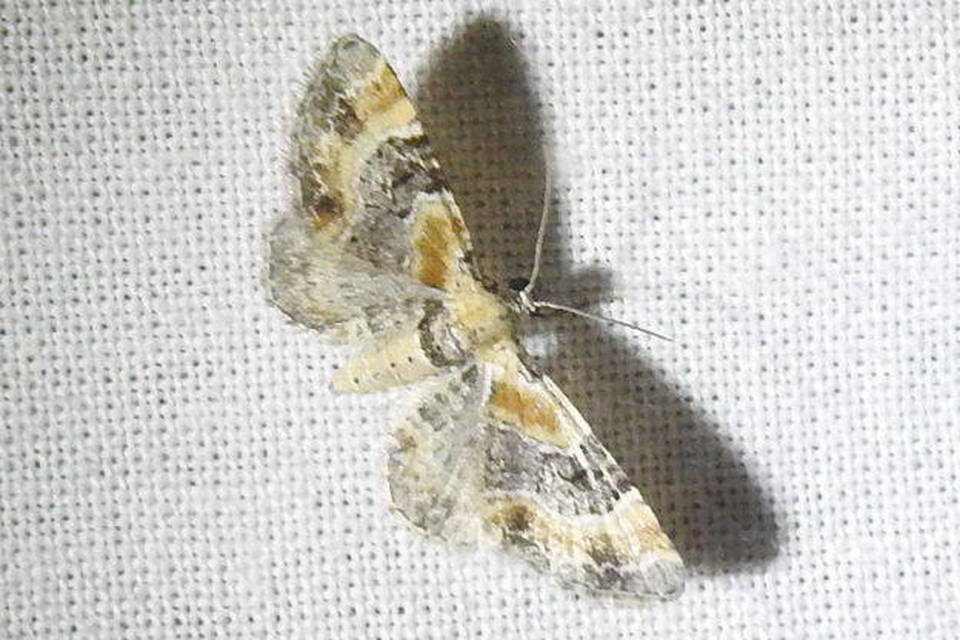 Eupithecia linariata - vonalas törpearaszoló