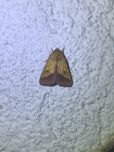 Pyrrhia umbra - iglicebagoly