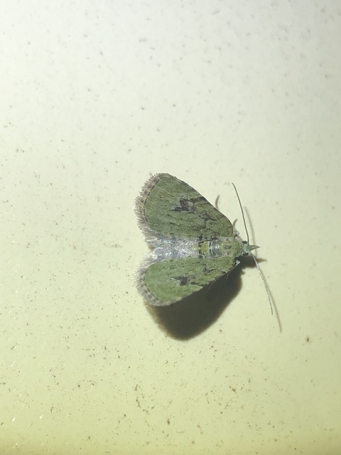 Chloroclystis v-ata - zöldes törpearaszoló