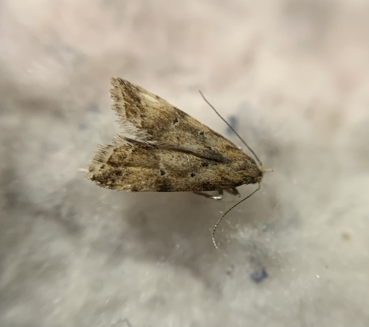 Brachmia blandella - fészeklakó lápimoly