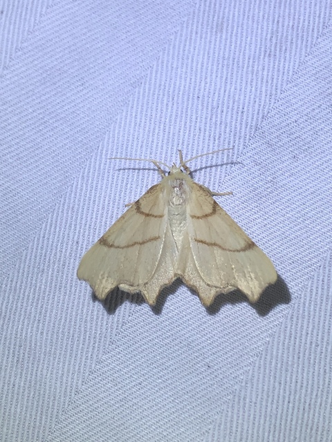 Ennomos erosaria - hársfa-levélaraszoló