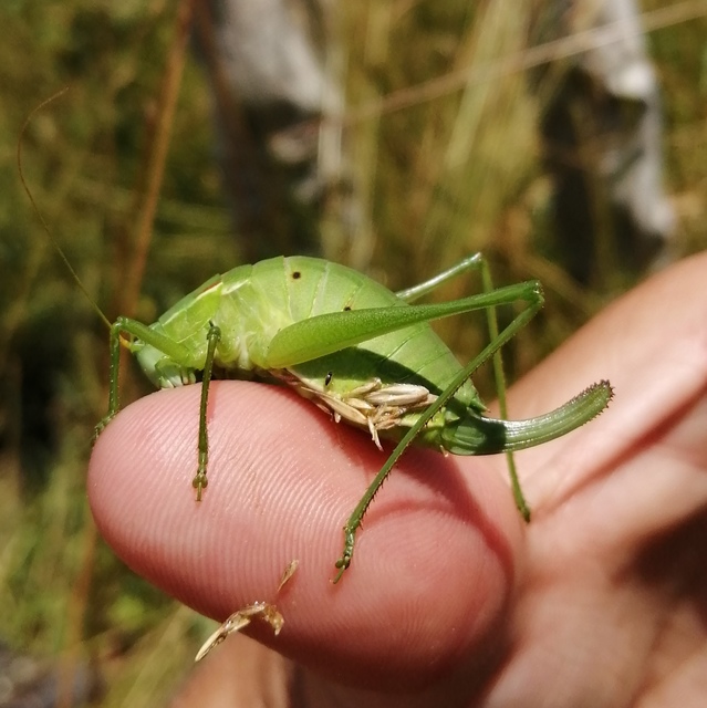 Isophya costata - magyar tarsza
