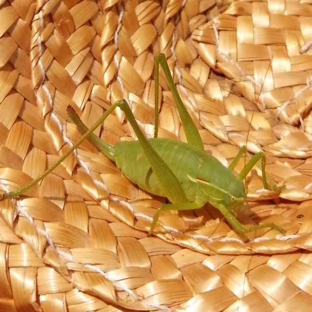 Isophya costata - magyar tarsza