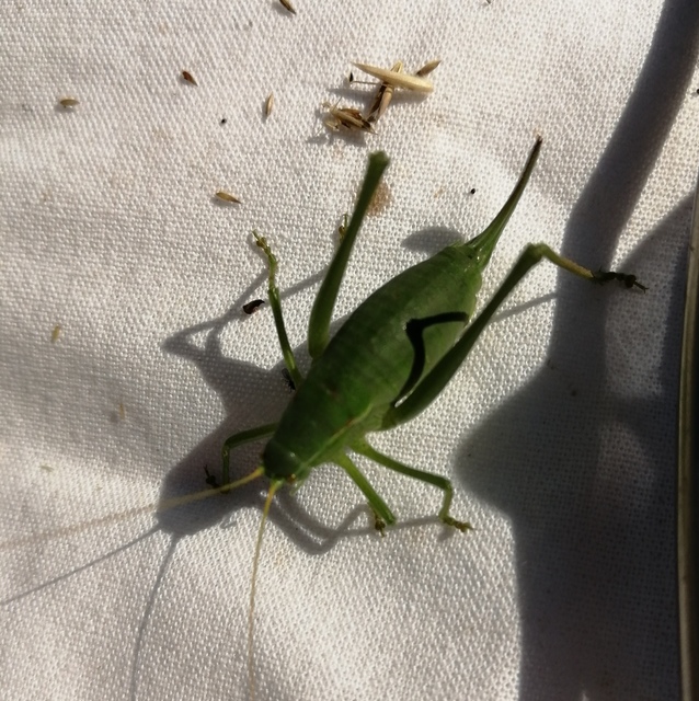 Isophya costata - magyar tarsza