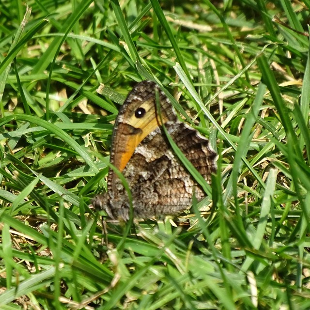 Hipparchia semele - barna szemeslepke