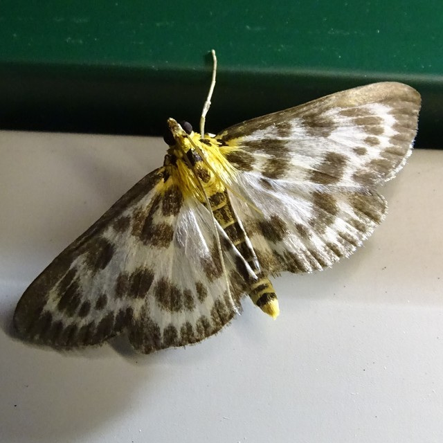 Anania hortulata - tarka csalánmoly