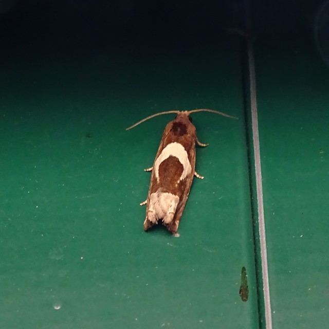 Epiblema foenella - kampósfoltú tükrösmoly