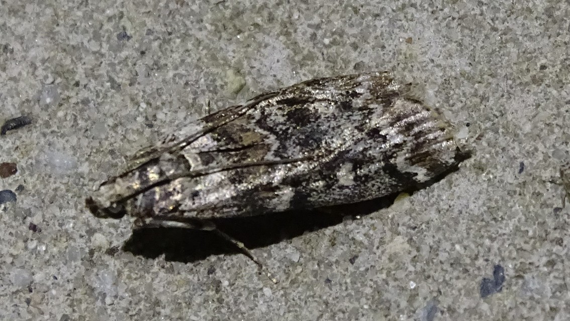 Dioryctria