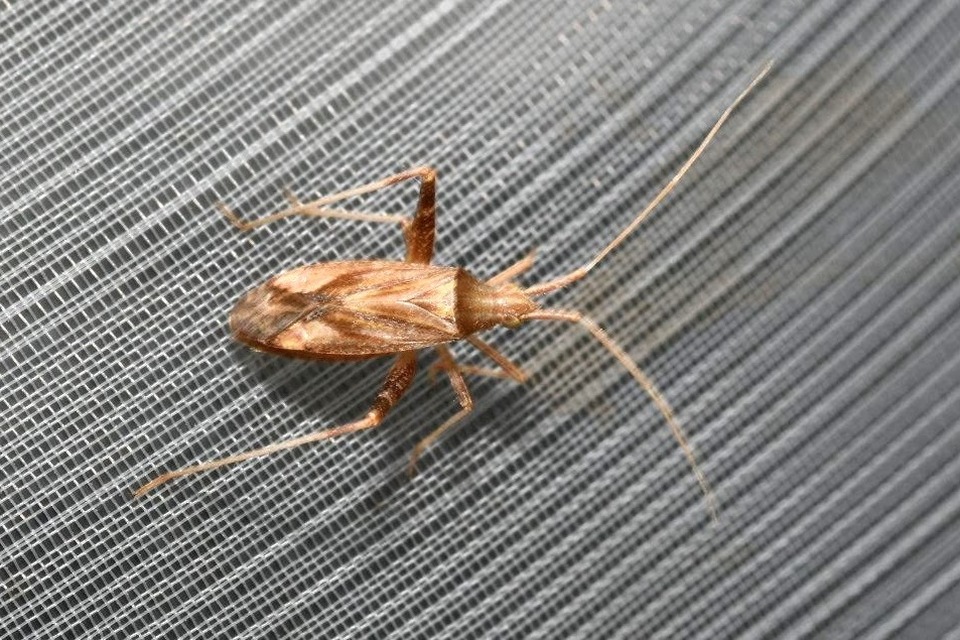 Phytocoris varipes - tarkalábú fapoloska
