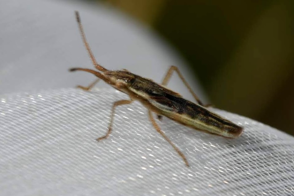 Myrmus miriformis - kurtaszárnyú karimáspoloska
