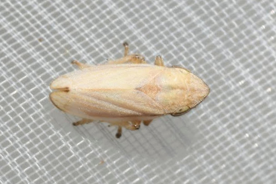 Neophilaenus