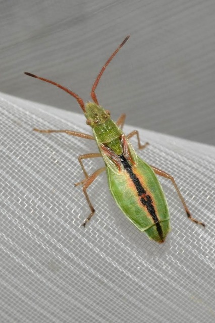 Myrmus miriformis - kurtaszárnyú karimáspoloska