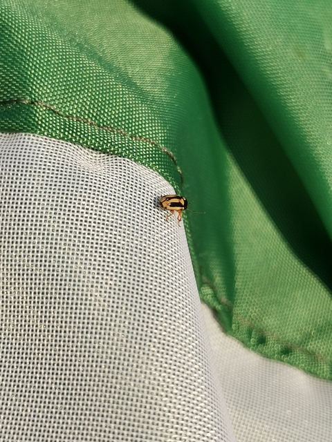 Cryptocephalus bilineatus - rovátkolt zömökbogár